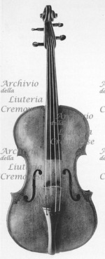 1628Viola a.jpg