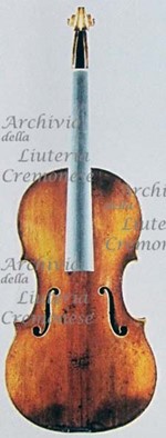 1646Viola a.jpg