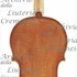 1645cViolino c.jpg