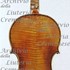 1645cViolino c.jpg