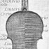 1650Violino c.jpg