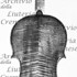 1675ViolinoLampel c.jpg