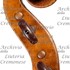 1680cViolino7 d.jpg