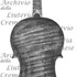 1695cViolino c.jpg