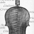 1759Violino2 c.jpg