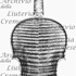 1765-97ViolinoTarisio c.jpg