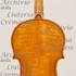 1843Viola c.jpg