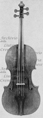 1626Viola a.jpg