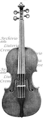 1698Viola a.jpg