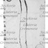 MS 1291 b.jpg