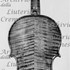 1647Violino3 c.jpg