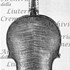 1650-60Violino c.jpg