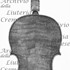 1670Violino c.jpg