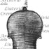 1687cViolinoMarieLaw c.jpg