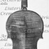 1714ViolinoLeonard c.jpg