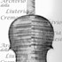 1747-89Violino17 c.jpg