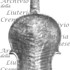 1747-89Violino2 c.jpg