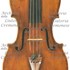 1784Viola a1.jpg