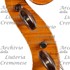 1926Violoncello d.jpg