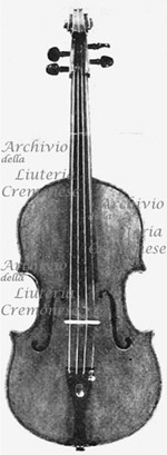 1795Viola a.jpg 1795Viola a.jpg