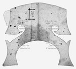 MS 964.jpg MS 964.jpg