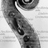 1663-1729Violino5 d.jpg 1663-1729Violino5 d.jpg