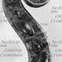 1675cViolino2 d.jpg 1675cViolino2 d.jpg