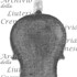 1680cViolino2 c.jpg 1680cViolino2 c.jpg