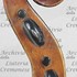 1680cViolino d.jpg 1680cViolino d.jpg