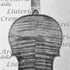 1686ViolinoFiguera c.jpg 1686ViolinoFiguera c.jpg