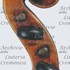 1710ViolinoMosca d.jpg 1710ViolinoMosca d.jpg
