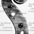 1711ViolinoSchulze d.jpg 1711ViolinoSchulze d.jpg
