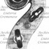 1730ViolinoCorti d.jpg 1730ViolinoCorti d.jpg
