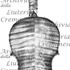 1734ViolinoRode c.jpg 1734ViolinoRode c.jpg