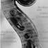 1739Violino d.jpg 1739Violino d.jpg