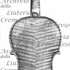 1742cViolinoDragonetti c.jpg 1742cViolinoDragonetti c.jpg