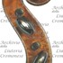 1747-55Violino d.jpg 1747-55Violino d.jpg