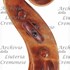1760cViolino3 d.jpg 1760cViolino3 d.jpg