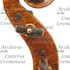 1775Violino d.jpg 1775Violino d.jpg