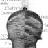1829Violino c.jpg 1829Violino c.jpg