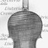 1845Violino2 c.jpg 1845Violino2 c.jpg