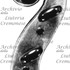 1847Violino d.jpg 1847Violino d.jpg