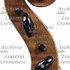 1885cViolino d.jpg 1885cViolino d.jpg