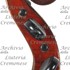 1920Violino4 d.jpg 1920Violino4 d.jpg