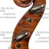1920Violino d.jpg 1920Violino d.jpg